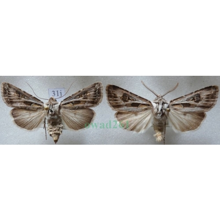Agrotis vestigialis (Hufnagel, 1766) pair Rolnica szkółkówka Slovakia31j